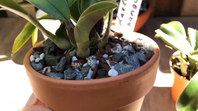 Laelia Rubescens , моя коллекция Лаейлий