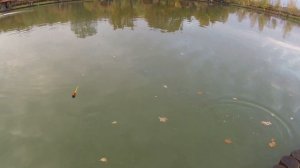 Обзор бомбарды, на нее же и ловим форель