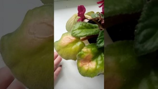 Листья фиалки получили ожог