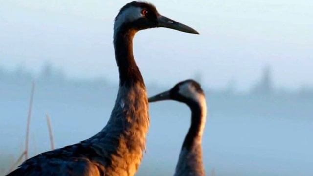 Журавли Далеко, далеко журавли улетели смотреть онлайн