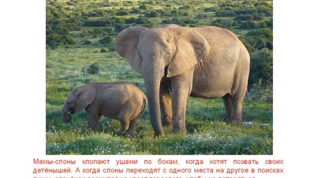 Как звери ухаживают за детенышами смотреть онлайн