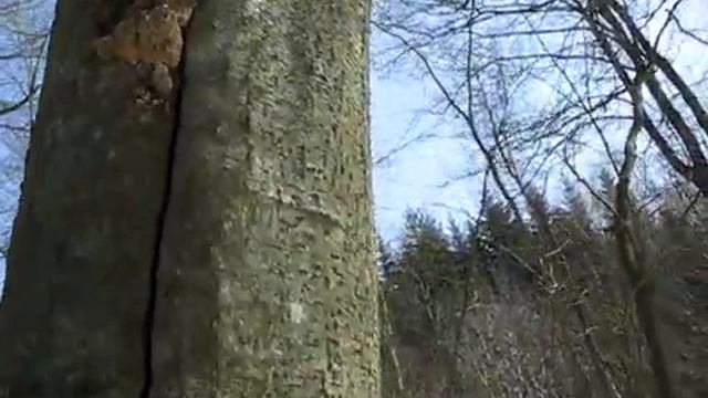 Inonotus radiatus - Rezavec lesknavý смотреть онлайн