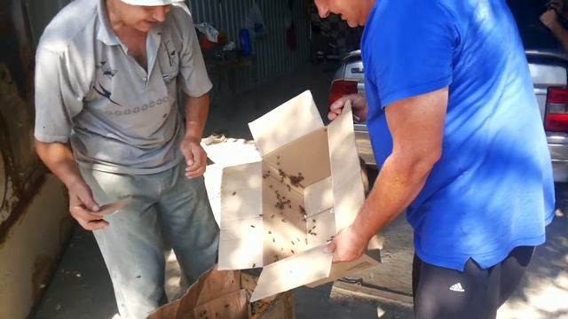 Оказывается пчелы не кусают смотреть онлайн