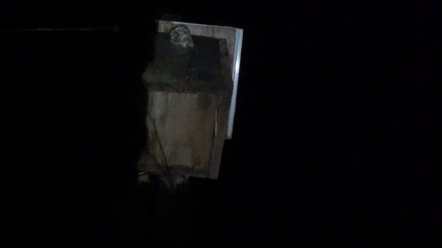 Кто в скворечнике? Who's in the birdhouse? смотреть онлайн