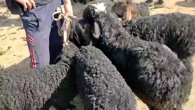 NAMANGAN KOSONSOY TERGACHI QO'Y BOZORI NARXLARI.