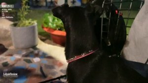 Sony ZV-1 - Тест автофокуса по глазам животных при плохом освещении #zv1