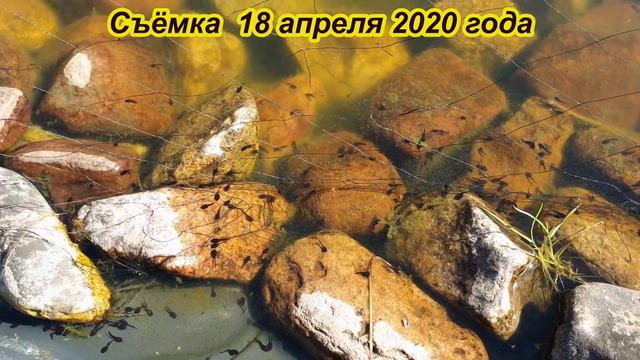 Загадка природы смотреть онлайн