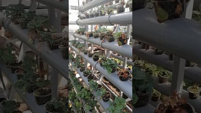 Многоярусная гидропонная установка 1 смотреть онлайн
