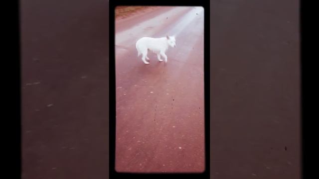 Кормлю бездомных собак смотреть онлайн