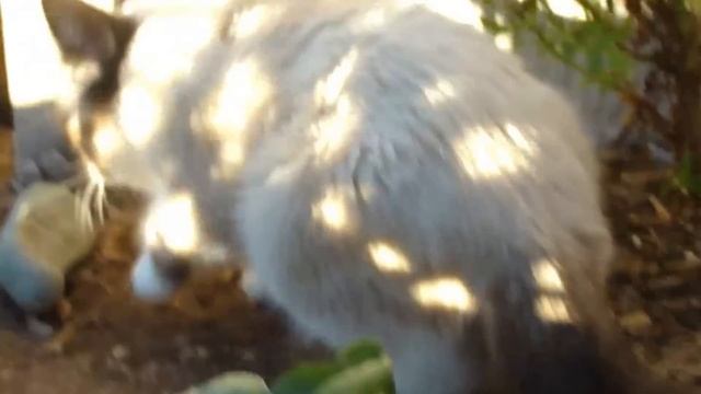 Grumpy Cat Plays Outside! смотреть онлайн