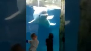 Белуха пугает детей!Смотреть всем!
