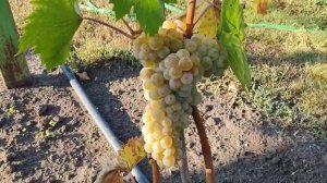 Технический сорт винограда Нимфа. Воронеж. 06.09.23.