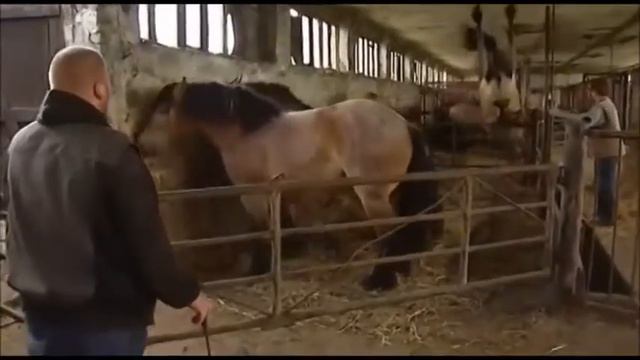 Лошадиный фейл. Ржака. смотреть онлайн
