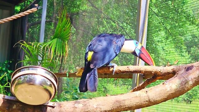 My toucan hates frogs (SAVE THE FROGS) смотреть онлайн