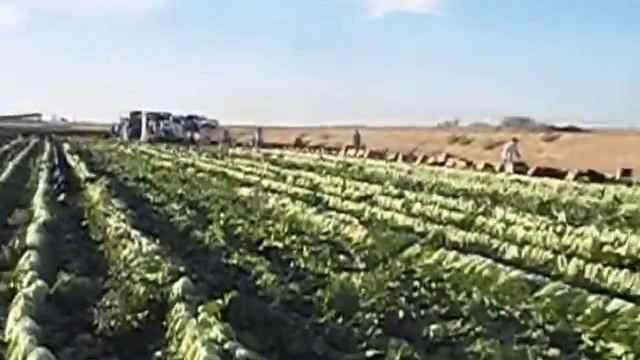 Migrant Farm Workers 0001 смотреть онлайн
