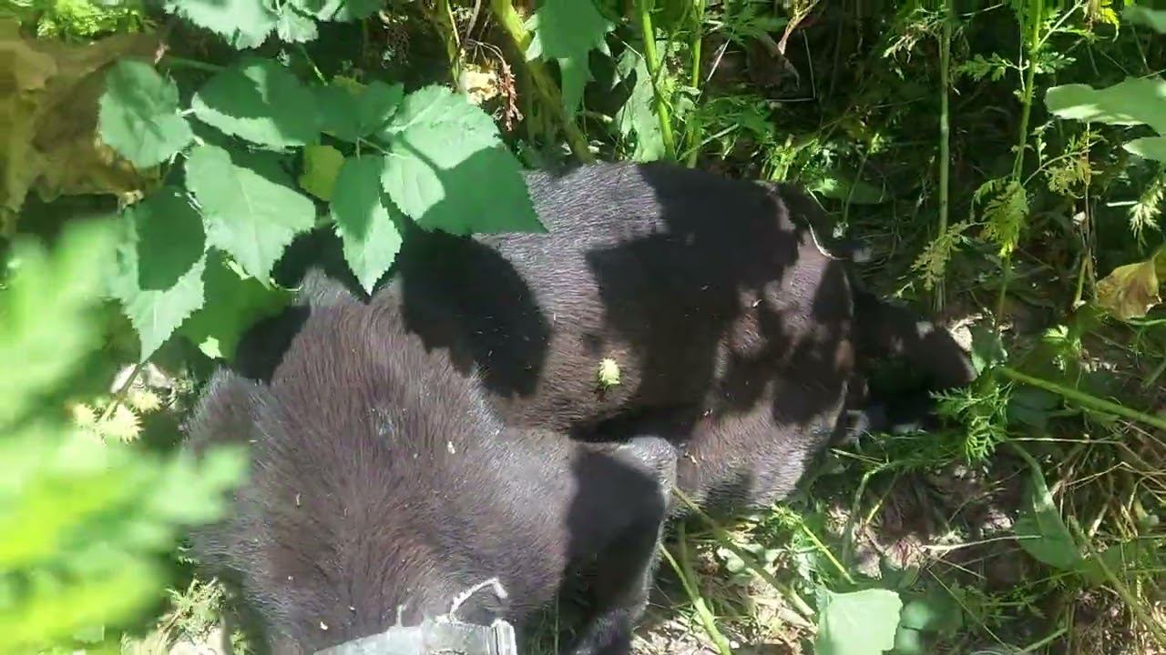 Покалеченная собака. Избили и бросили. Сломан таз, думаю. #animalshelter  #приютдлясобак