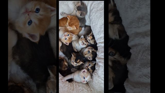 корзинка котят