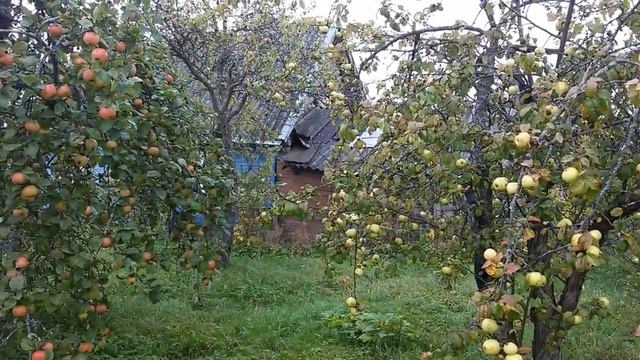 Дача осень 2017. Созрел урожай. смотреть онлайн