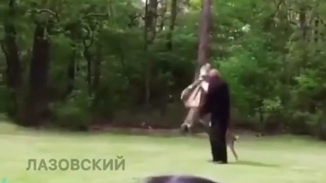 Самый быстрый собака в мире смотреть онлайн