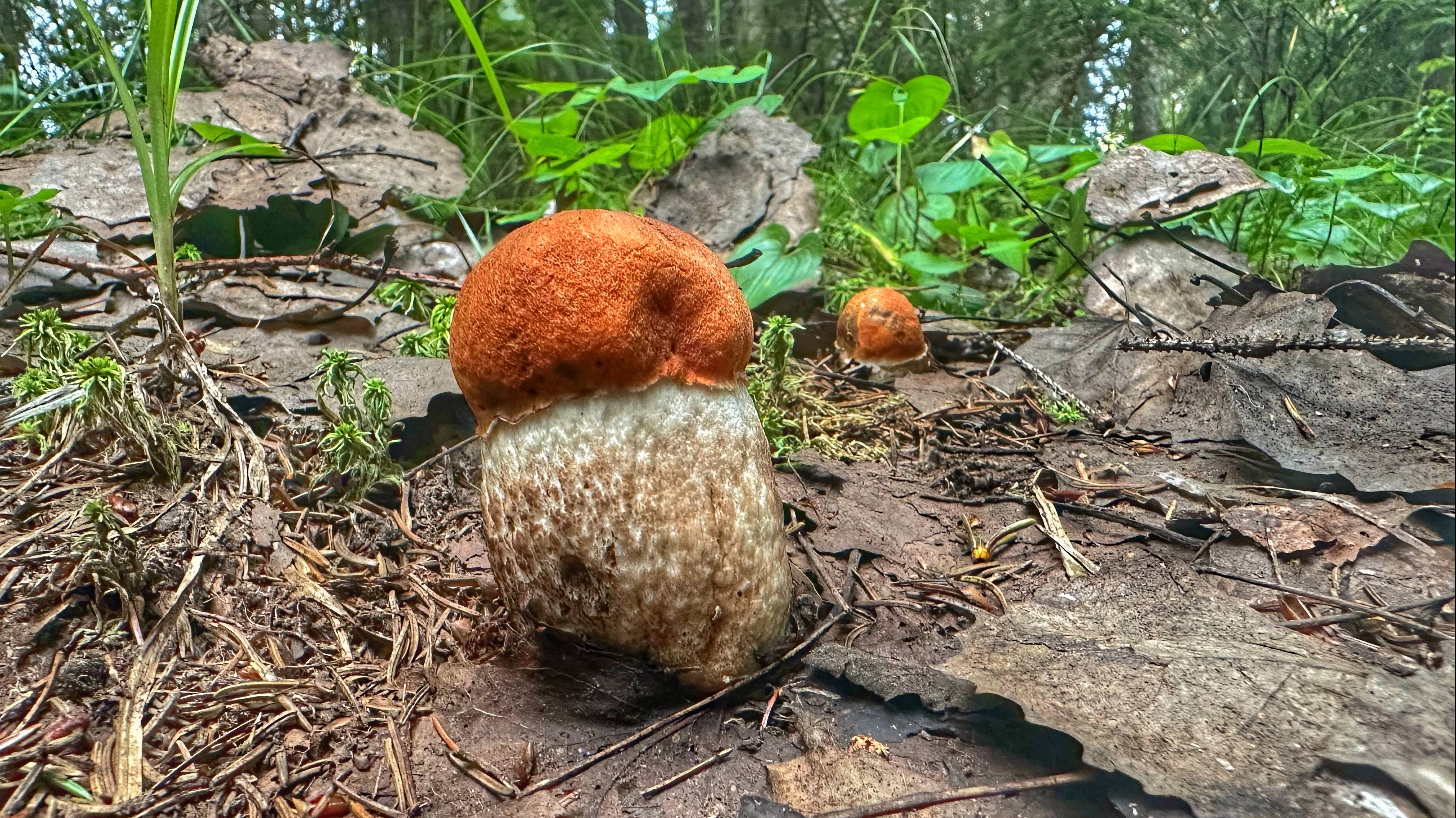 Безумно трудовая тихая охота. Как нужно уметь наслаждаться минимальным результатом. Август 2023. смотреть онлайн