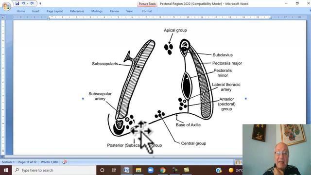 Musculo-skeletal Module I in Arabic 45 ( Pectoral region) , by Dr. Wahdan 2022 смотреть онлайн