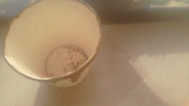 Кладка яиц???