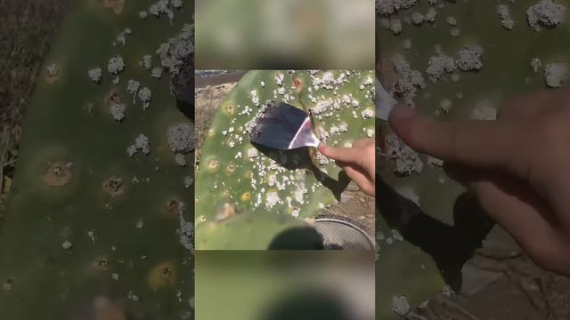 Вот что помогает твоему йогурту стать красным. смотреть онлайн