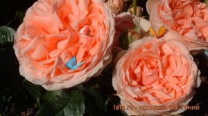 Роза флорибунда Кимоно (rose kimono) ? флорибунда роза Кимоно обзор: как сажать, саженцы розы Кимон