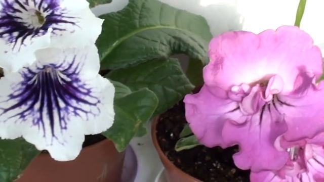 Ароматные сеянцы стрептокарпусов смотреть онлайн