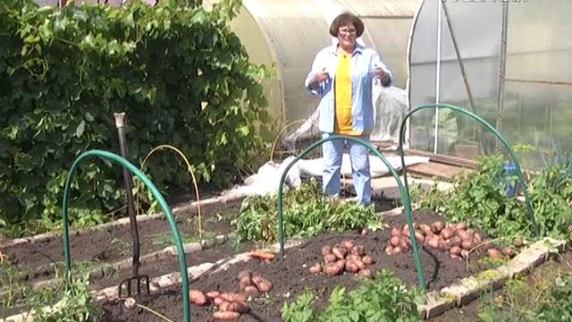 Сравниваем томатные гибриды. Дачные советы смотреть онлайн