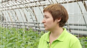 Как выращивать огурцы?