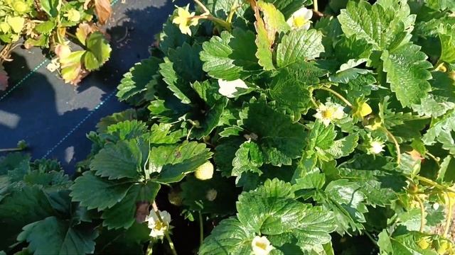 Обрезка листьев у ремонтантной клубники. смотреть онлайн