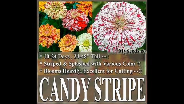 CANDY STRIPE ~ MIX SEEDS - ZINNIA FLOWER SEEDS on www.MySeeds.Co смотреть онлайн