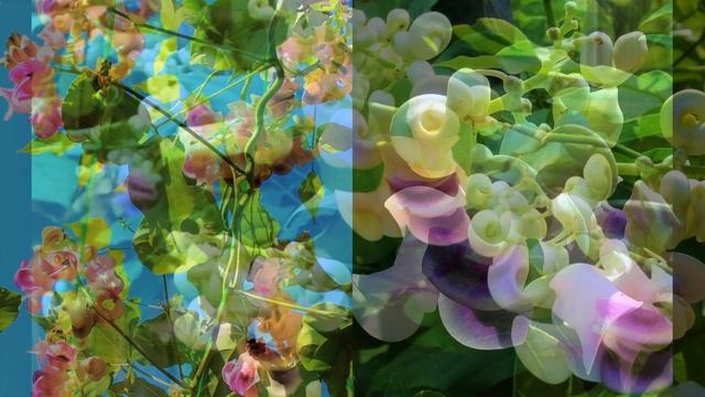 Садовые Лианы с НЕУДЕРЖИМЫМ РОСТОМ и БУЙСТВОМ ЯРКИХ СОЦВЕТИЙ до МОРОЗОВ смотреть онлайн