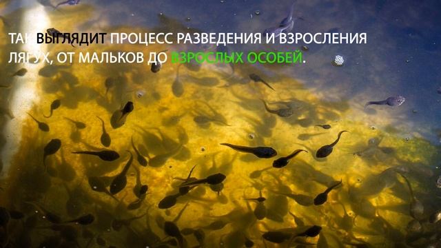 Учим Делать Креативно