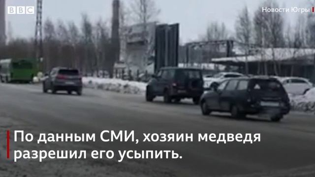 Запись_медведь попал под автобус _ смотреть онлайн
