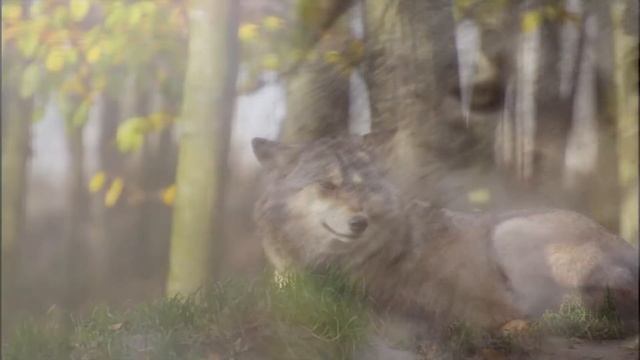 Сказка про храброго зайца - длинные уши, косые глаза, короткий хвост | Сказка на ночь | Аудиосказка смотреть онлайн