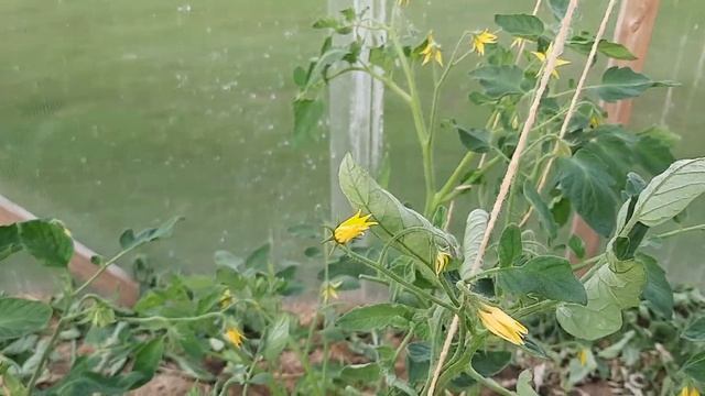 Томат Лампочка. Провожу эксперимент. смотреть онлайн