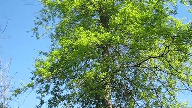 White-eyed Vireo, Ocmulgee National Monument смотреть онлайн