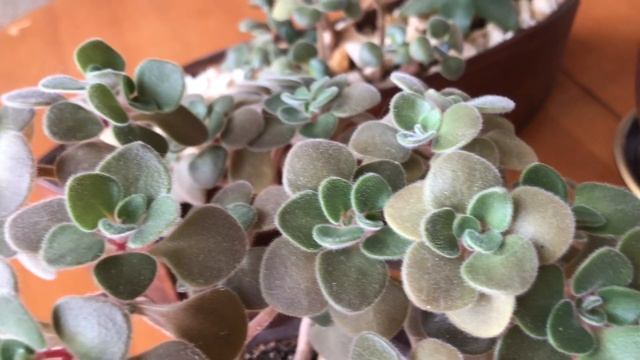 Денежное дерево.Крассулы и суккуленты.Полив-секрет успеха! смотреть онлайн