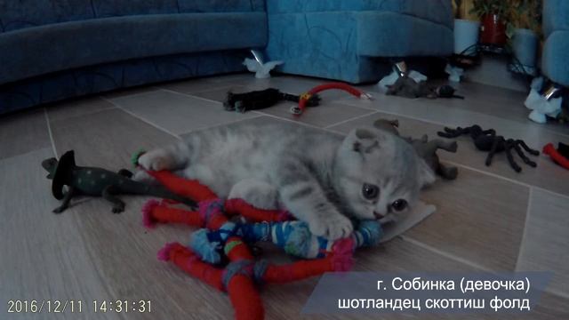 Шотландский котенок. Скоттиш фолд (вислоухая кошечка) 1,5 месяца. смотреть онлайн
