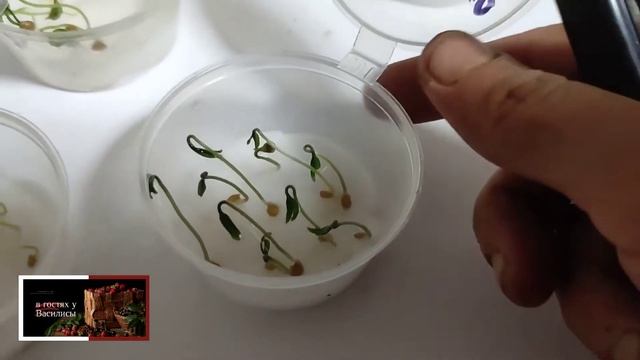 ПОДГОТОВКА СЕМЯН К НОВОМУ СЕЗОНУ ПРОДАЖ . ПРОВЕРЯЮ ВСХОЖЕСТЬ СЕМЯН ТОМАТОВ 2018 ГОДА смотреть онлайн