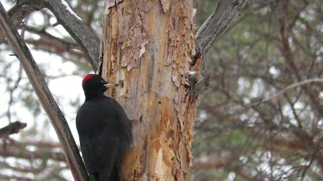 Желна достает короеда из сосны смотреть онлайн