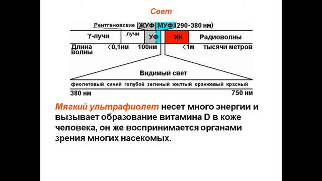 Презентация Для чего свет нужен растениям