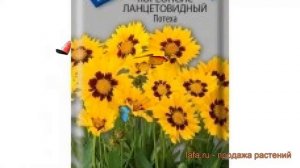 Кореопсис обыкновенный Ланцетовидный Потеха ? обзор: как сажать, семена кореопсиса