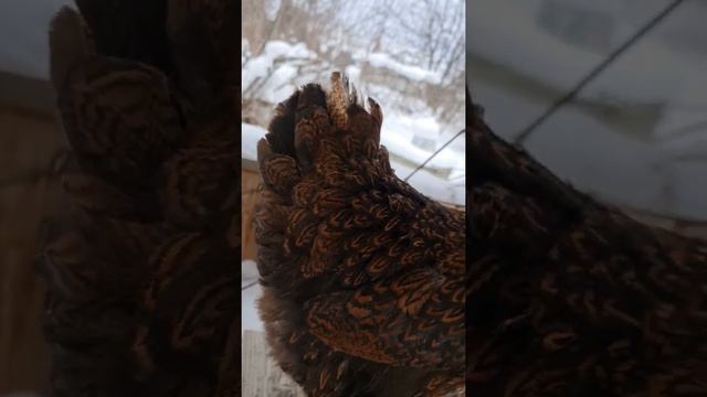 Барневельдер золото курица смотреть онлайн