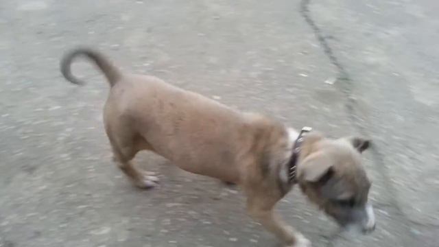 амстафф Лютик 1 смотреть онлайн