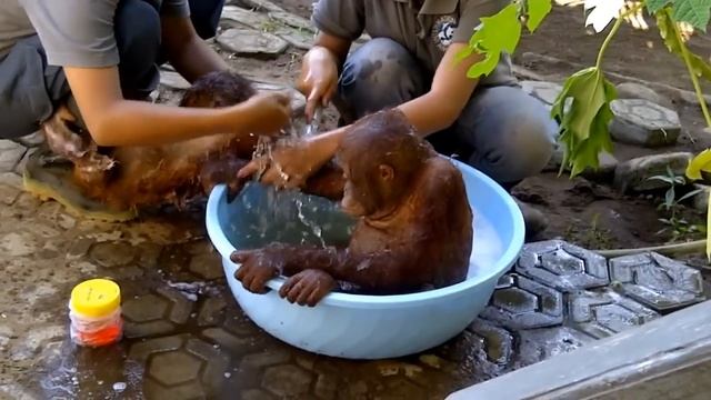Oscarina and Tulip enjoy some spa treatment! смотреть онлайн