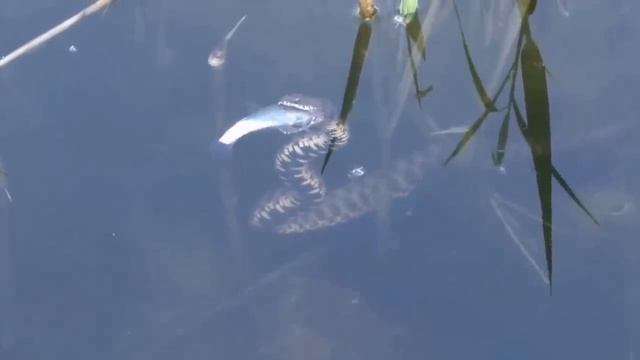 Гадюка нападает под водой! смотреть онлайн