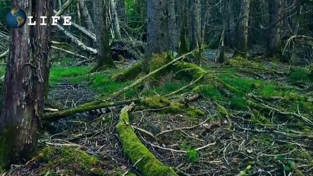 ЧТО ДЕЛАТЬ,ЕСЛИ ЗАБЛУДИЛИСЬ В ЛЕСУ ? смотреть онлайн